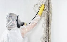 Professional Mold Removal in Kekaha, HI